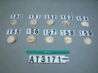 藏品(芋螺貝)的圖片